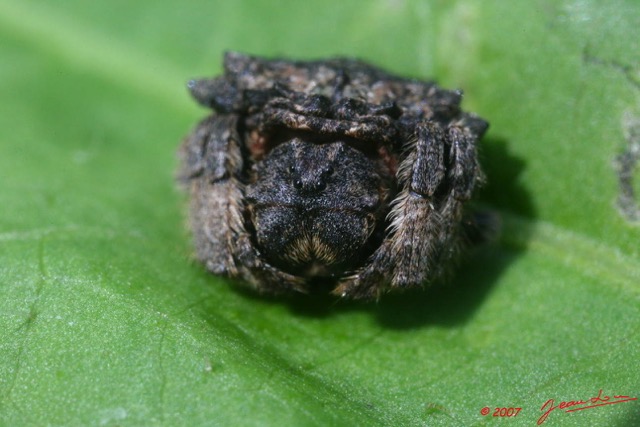 054 Arthropoda Arachnida Araneae Araignee 10 7EIMG_2687WTMK.JPG