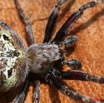 061 Arthropoda Arachnida Araneae Araignee 11 8EIMG_15446WTMK.JPG