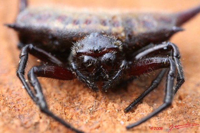 066 Arthropoda Arachnida Araneae Araignee 12 8EIMG_15496WTMK.JPG