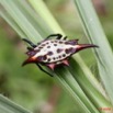 068 Ogooue Arthropoda Arachnida Araneae Araignee 13 8EIMG_16516WTMK.JPG