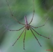 069 Arthropoda Arachnida Araneae Araignee 14 8EIMG_17815WTMK.JPG