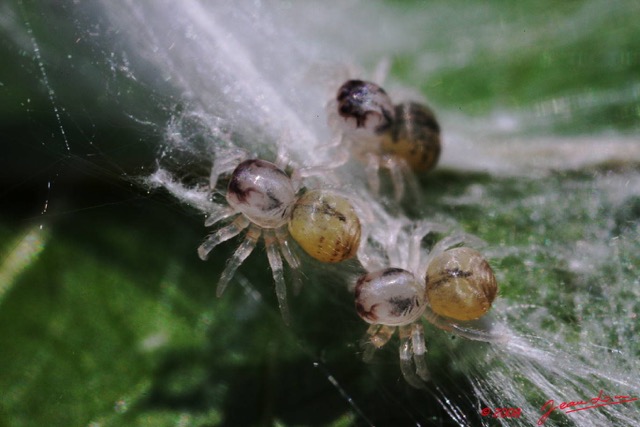 073 Arthropoda Arachnida Araneae Araignee 15 Eclosion 8EIMG_18003WTMK.JPG