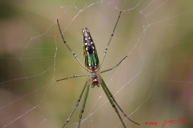 075 Arthropoda Arachnida Araneae Araignee 16 8EIMG_19187WTMK.JPG