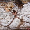 079 Arthropoda Arachnida Araneae Araignee 16 8EIMG_22466wtmk.JPG