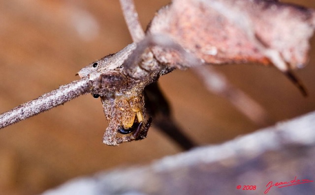 080 Arthropoda Arachnida Araneae Araignee 16 8EIMG_22488wtmk.JPG