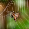 085 KESSALA Arthropoda Arachnida Araneae Araignee 19 8EIMG_26418wtmk.jpg