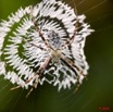 090 Arthropoda Arachnida Araneae Araignee 20 8E2IMG_30122wtmk.jpg