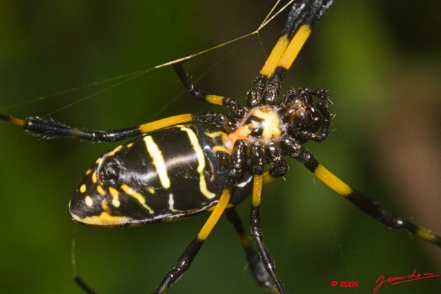 098 Arthropoda Arachnida Araneae Araignee 22 Nephila 9E50IMG_30579wtmk.jpg