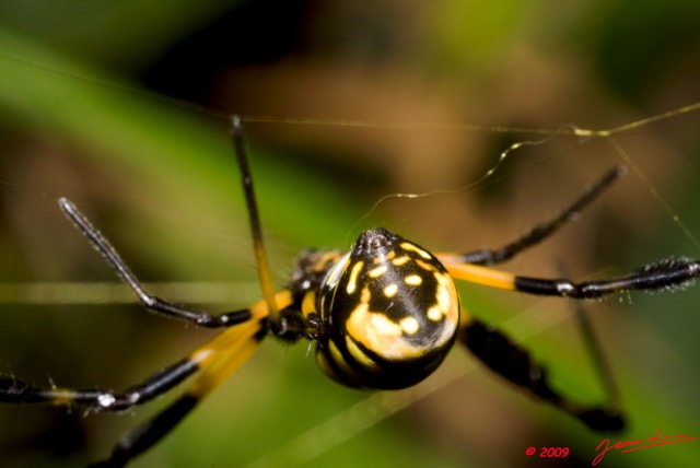 099 Arthropoda Arachnida Araneae Araignee 22 Nephila 9E50IMG_30589wtmk.jpg