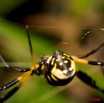 099 Arthropoda Arachnida Araneae Araignee 22 Nephila 9E50IMG_30589wtmk.jpg