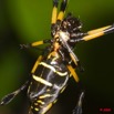100 Arthropoda Arachnida Araneae Araignee 22 Nephila 9E50IMG_30592wtmk.jpg