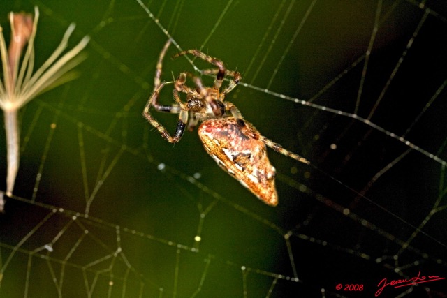 001 Arthropoda Arachnida Araneae Araignee 18 8EIMG_24740wtmk.jpg