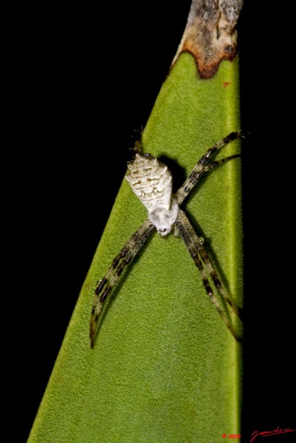 011 La Lope Arthropoda Arachnida Araneae Araignee 25 9E50IMG_31067wtmk.jpg