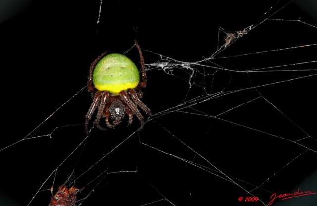 018 Arthropoda Arachnida Araneae Araignee 28 95D2IMG_50272WTMK.jpg