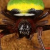 021 Arthropoda Arachnida Araneae Araignee 28 95D2IMG_50301wtmk.jpg