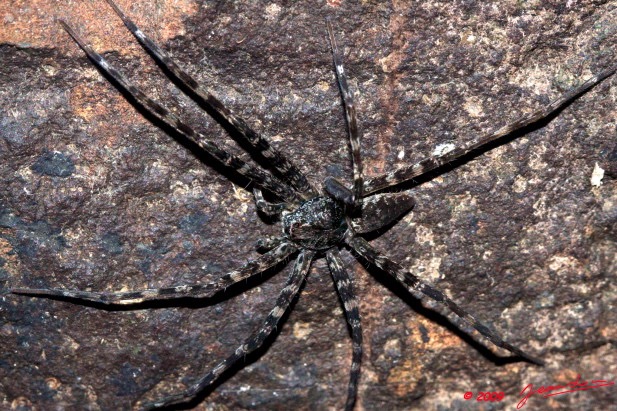 022 Kaya Arthropoda Arachnida Araneae Araignee 9E50IMG_31722wtmk.jpg