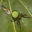 024 Arthropode Arthropoda Arachnida Araneae Araignee 34 9E50IMG_31888wtmk.jpg