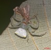 031 Plateaux Bateke 6 Arthropoda Arachnida Araneae Araignee 31 9E50DIMG_31975wtmk.jpg