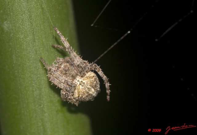 032 Plateaux Bateke 6 Arthropoda Arachnida Araneae Araignee 32 9E50DIMG_32026wtmk.jpg