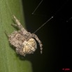 032 Plateaux Bateke 6 Arthropoda Arachnida Araneae Araignee 32 9E50DIMG_32026wtmk.jpg
