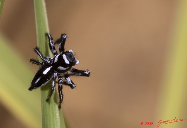 033 Plateaux Bateke 6 Arthropoda Arachnida Araneae Araignee 33 9E50DIMG_32046wtmk.jpg