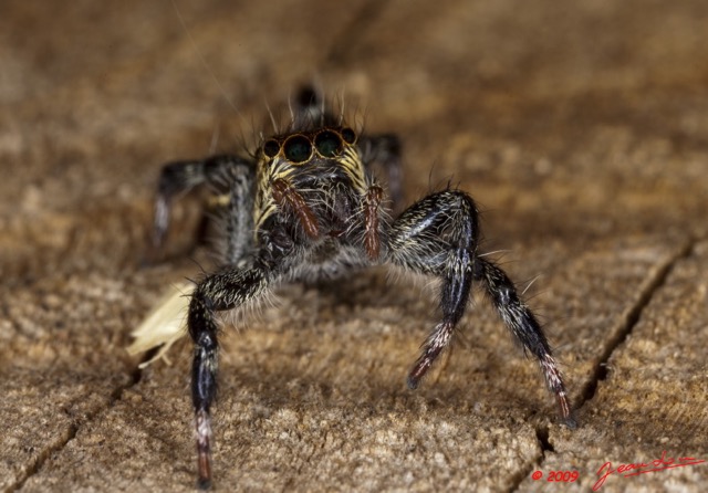 036 Arthropoda Arachnida Araneae Araignee 34 9E5K2IMG_55670wtmk.jpg
