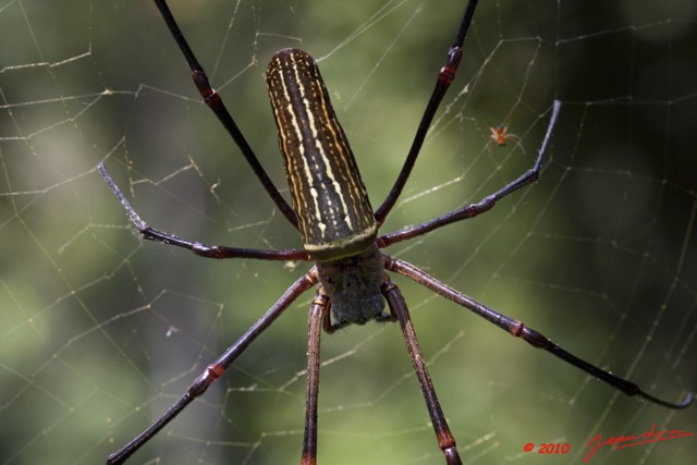 039 Arthropoda Arachnida Araneae Araignee 35 9E5MK2IMG_55843wtmk.jpg