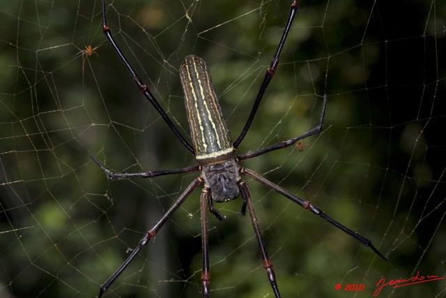 041 Arthropoda Arachnida Araneae Araignee 35 9E5MK2IMG_55848wtmk.jpg