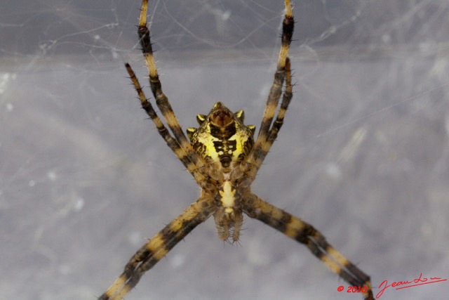 046 Arthropoda Arachnida Araneae Araignee 38 10E5K2IMG_57357wtmk.jpg