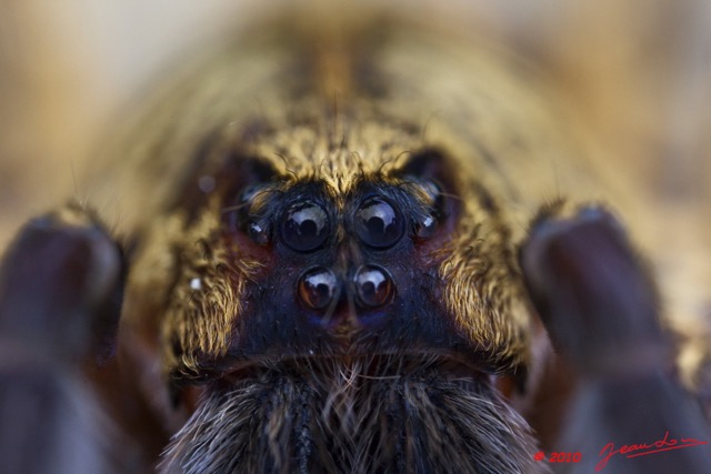 053 Arthropoda Arachnida Araneae Araignee 40 10E5K2IMG_58573wtmk.jpg