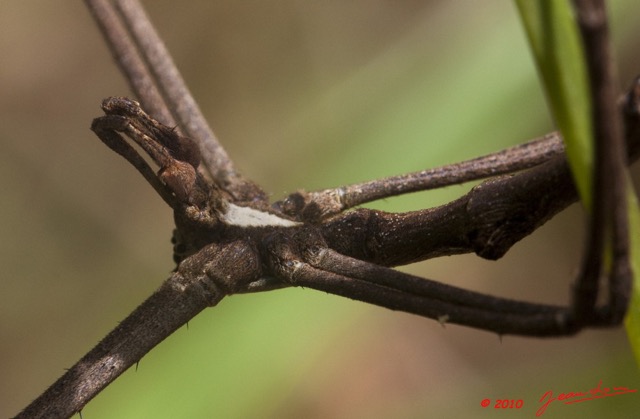 062 Monts de Cristal Arthropoda Arachnida Araneae Araignee 41 10E5K2IMG_59127awtmk.jpg