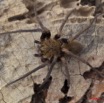 082 Arthropoda Arachnida Araneae Araignee 46 11E5K2IMG_71194wtmk.jpg