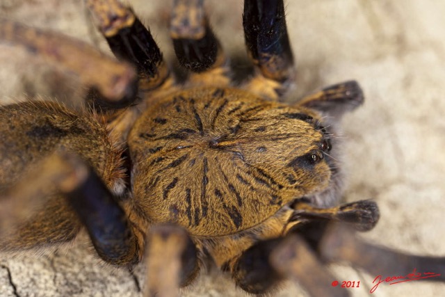 085 Arthropoda Arachnida Araneae Araignee 46 11E5K2IMG_71192wtmk.jpg