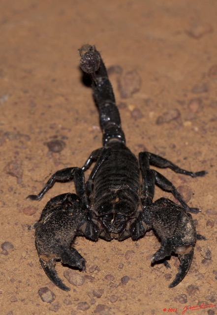 086 BELINGA Arthropoda Arachnida Scorpiones Scorpion Pandinus imperator 11E50IMG_32613wtmk.jpg