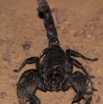 086 BELINGA Arthropoda Arachnida Scorpiones Scorpion Pandinus imperator 11E50IMG_32613wtmk.jpg