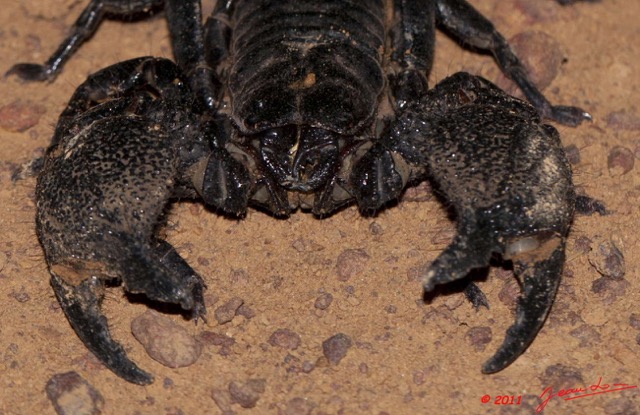 087 BELINGA Arthropoda Arachnida Scorpiones Scorpion Pandinus imperator 11E50IMG_32613awtmk.jpg