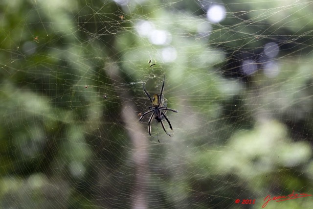 088 Arthropoda Arachnida Araneae Araignee 43 Nephila sp Devorant une Libellule 11E5K2IMG_66815wtmk.jpg