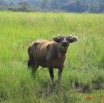 001 Buffle IMG_0684WTMK.JPG