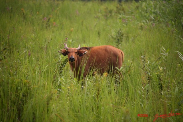 003 LEKEDI Buffles IMG_2308WTMK.JPG