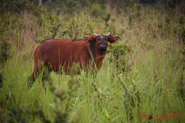 004 LEKEDI Buffles IMG_2322WTMK.JPG