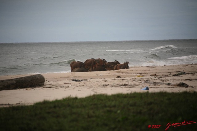 012 SETTE-CAMA Buffles sur la Plage E7IMG_0879WTMK.JPG