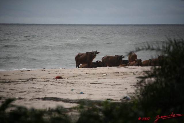 013 SETTE-CAMA Buffles sur la Plage E7IMG_0888WTMK.JPG