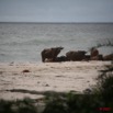 013 SETTE-CAMA Buffles sur la Plage E7IMG_0888WTMK.JPG