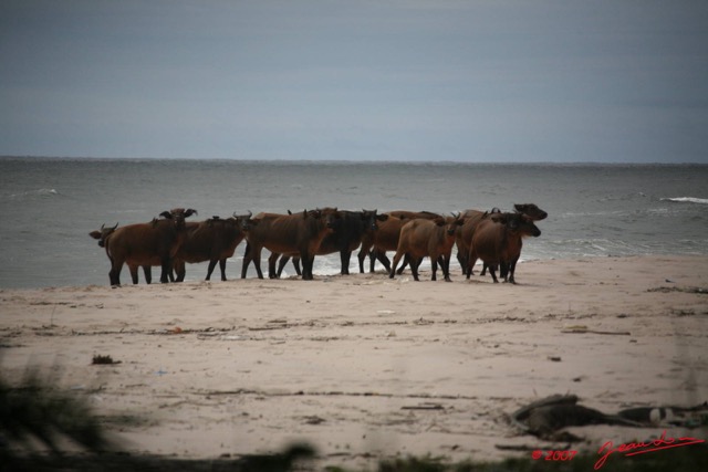 014 SETTE-CAMA Buffles sur la Plage E7IMG_0893WTMK.JPG