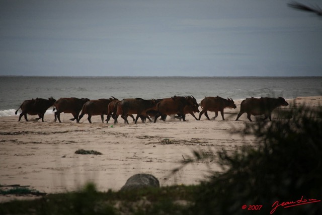 015 SETTE-CAMA Buffles sur la Plage E7IMG_0899WTMK.JPG