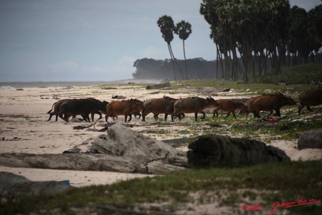 016 SETTE-CAMA Buffles sur la Plage E7IMG_0905WTMK.JPG