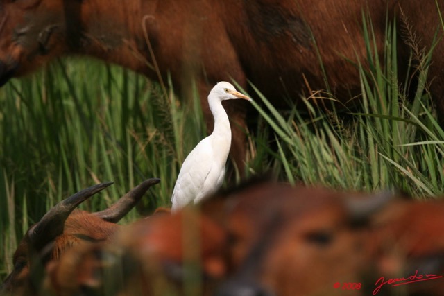 020 LEKEDI 2 Buffle avec Heron Garde-Boeuf Bubulcus ibis 8EIMG_3576WTMK.JPG