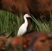 020 LEKEDI 2 Buffle avec Heron Garde-Boeuf Bubulcus ibis 8EIMG_3576WTMK.JPG