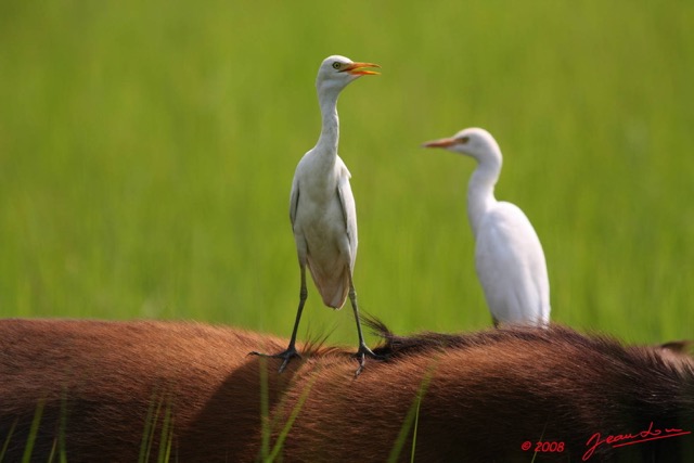 021 LEKEDI 2 Buffle avec Heron Garde-Boeuf Bubulcus ibis 8EIMG_3606WTMK.JPG