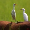 021 LEKEDI 2 Buffle avec Heron Garde-Boeuf Bubulcus ibis 8EIMG_3606WTMK.JPG